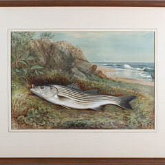3-5403 Samuel Kilbourne Gouache Striped Bass A_IMG_0365 2