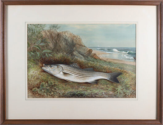 3-5403 Samuel Kilbourne Gouache Striped Bass A_IMG_0365 2