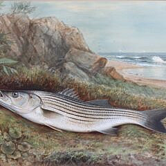 Samuel A. Kilbourne Watercolor Gouache on Paper “Striped Bass”