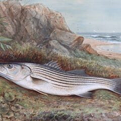 Samuel A. Kilbourne Watercolor Gouache on Paper “Striped Bass”