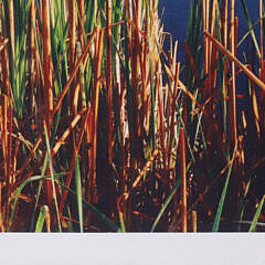 Mark Sutherland Limited Edition Photograph #1/50