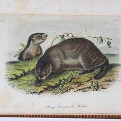 “The Quadrupeds of North America”,  John James Audubon and Rev. John Bachman in 3 Volumes