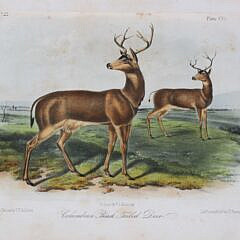 “The Quadrupeds of North America”,  John James Audubon and Rev. John Bachman in 3 Volumes