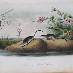 “The Quadrupeds of North America”,  John James Audubon and Rev. John Bachman in 3 Volumes