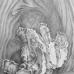 Elizabeth Saltonstall Limited Edition Engraving “Rocialle” No. 40