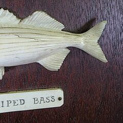 Antique Sailor Made Carved Antique Whalebone Striped Bass Plaque, 19th century