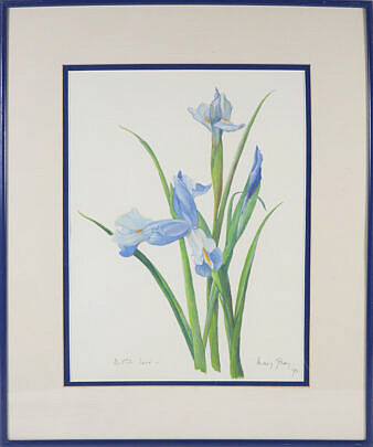 Mary Gray Watercolor On Paper, "Dutch Iris"