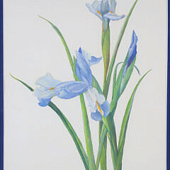 Mary Gray Watercolor On Paper, “Dutch Iris”
