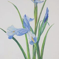 Mary Gray Watercolor On Paper, “Dutch Iris”
