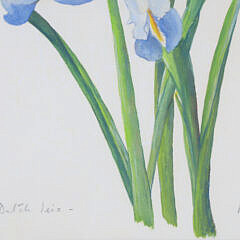 Mary Gray Watercolor On Paper, “Dutch Iris”