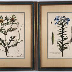 1604-1865 Botanical Prints A