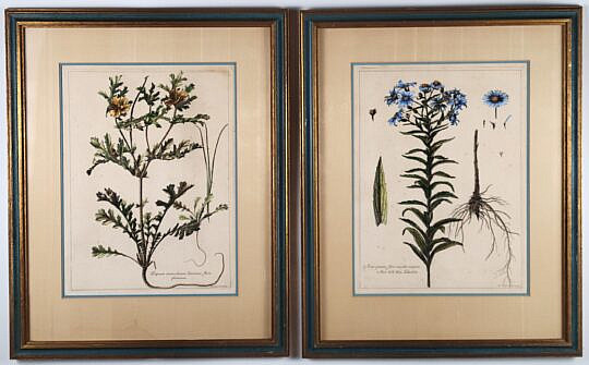 1604-1865 Botanical Prints A