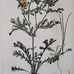 Pair of 18th C. Abraham Bosse after Nicholas Robert Handcolored Botanical Engravings