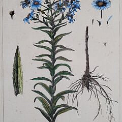 Pair of 18th C. Abraham Bosse after Nicholas Robert Handcolored Botanical Engravings