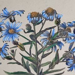 Pair of 18th C. Abraham Bosse after Nicholas Robert Handcolored Botanical Engravings