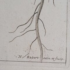 Pair of 18th C. Abraham Bosse after Nicholas Robert Handcolored Botanical Engravings