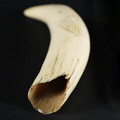 Scrimshaw Antique Whale Tooth Engraved with 13 Star Federal Shield