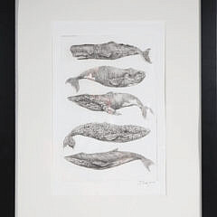 David Lazarus Black and White Etching "Five Whale Species"