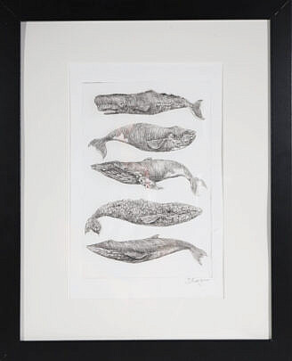 David Lazarus Black and White Etching "Five Whale Species"
