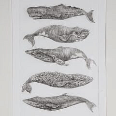 David Lazarus Black and White Etching “Five Whale Species”