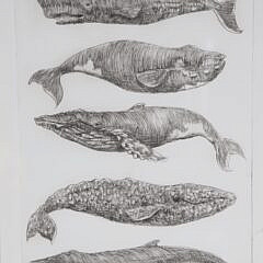David Lazarus Black and White Etching “Five Whale Species”
