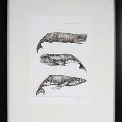 David Lazarus Black and White Etching "Three Whale Species"