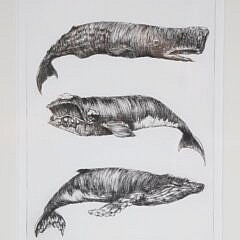 David Lazarus Black and White Etching “Three Whale Species”