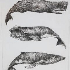 David Lazarus Black and White Etching “Three Whale Species”