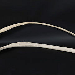 4-5519 Pair Antique Whale Ribs A 9473 JPG