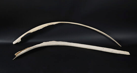 4-5519 Pair Antique Whale Ribs A 9473 JPG