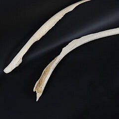 Pair of Antique Whale Ribs