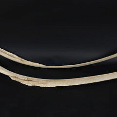 Pair of Antique Whale Ribs