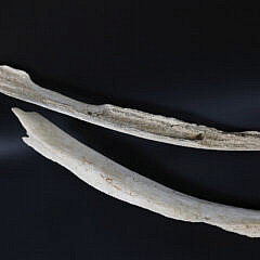 Pair of Antique Whale Ribs
