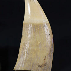 Scrimshaw Whale Tooth Portrait of a Gentleman, 19th Century