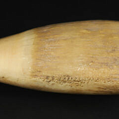Scrimshaw Whale Tooth Portrait of a Gentleman, 19th Century