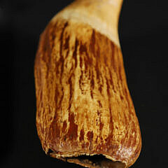 Scrimshaw Sperm Whale Tooth, 19th Century