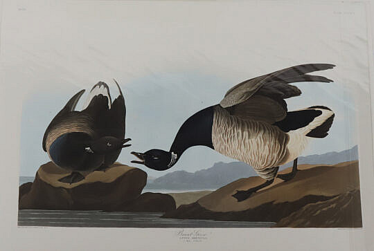 Facsimile Folio Edition of John James Audubon