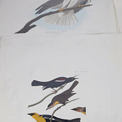 Facsimile Folio Edition of John James Audubon’s Birds of America Litho Prints
