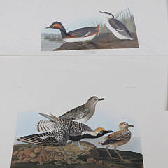 Facsimile Folio Edition of John James Audubon’s Birds of America Litho Prints