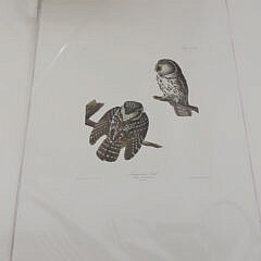 Facsimile Folio Edition of John James Audubon’s Birds of America Litho Prints