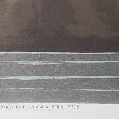 Facsimile Folio Edition of John James Audubon’s Birds of America Litho Prints