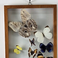Vintage Framed Butterfly Specimen Shadow Box, 20th Century