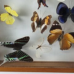 Vintage Framed Butterfly Specimen Shadow Box, 20th Century