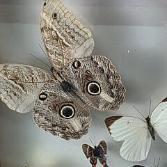 Vintage Framed Butterfly Specimen Shadow Box, 20th Century