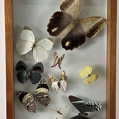 Vintage Framed Butterfly Specimen Shadow Box, 20th Century