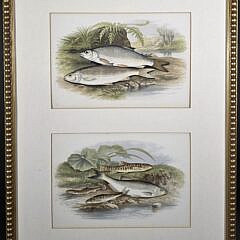 4414-955 Fish Prints A