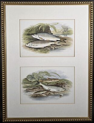 4414-955 Fish Prints A