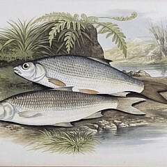 Two Antique Fish Species Chromolithograph Prints, 19th century