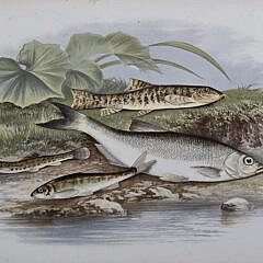 Two Antique Fish Species Chromolithograph Prints, 19th century