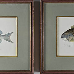 Two Sherman Foote Denton Fish Chromolithographs The Scup/Porgy and the Tautog